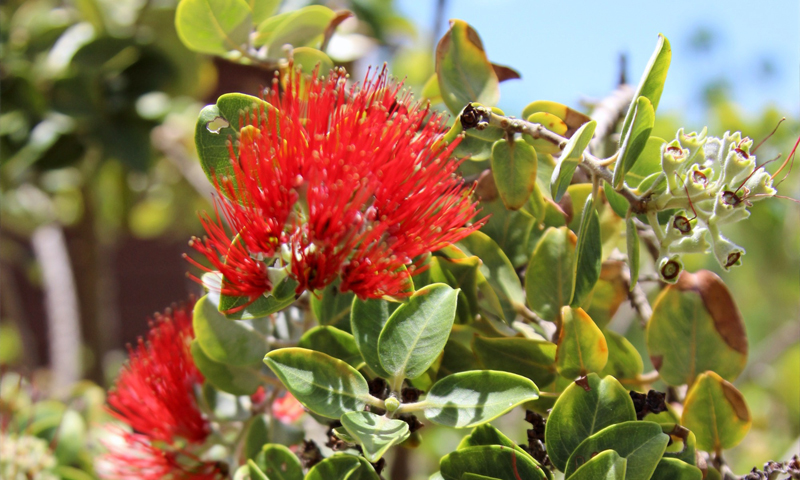Ohia_lehua_crop